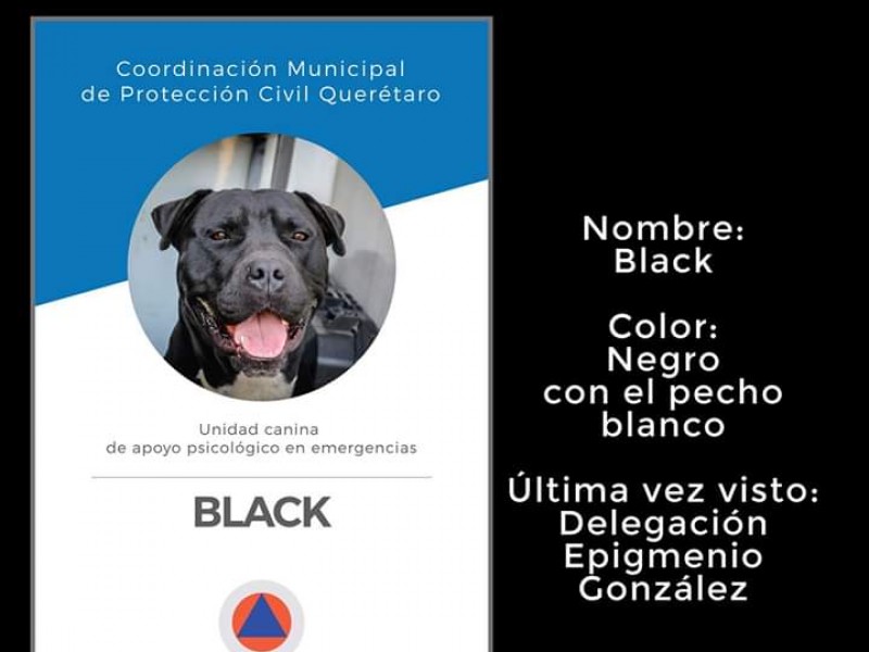 Perro entrenado de Protección Civil fue robado