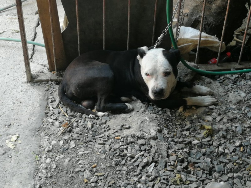 Perro mata a mujer en Tlaquepaque