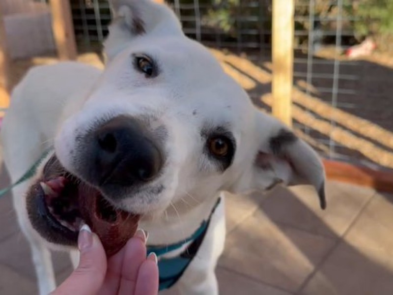 Perro perdido rescatado tras nueve meses en el desierto