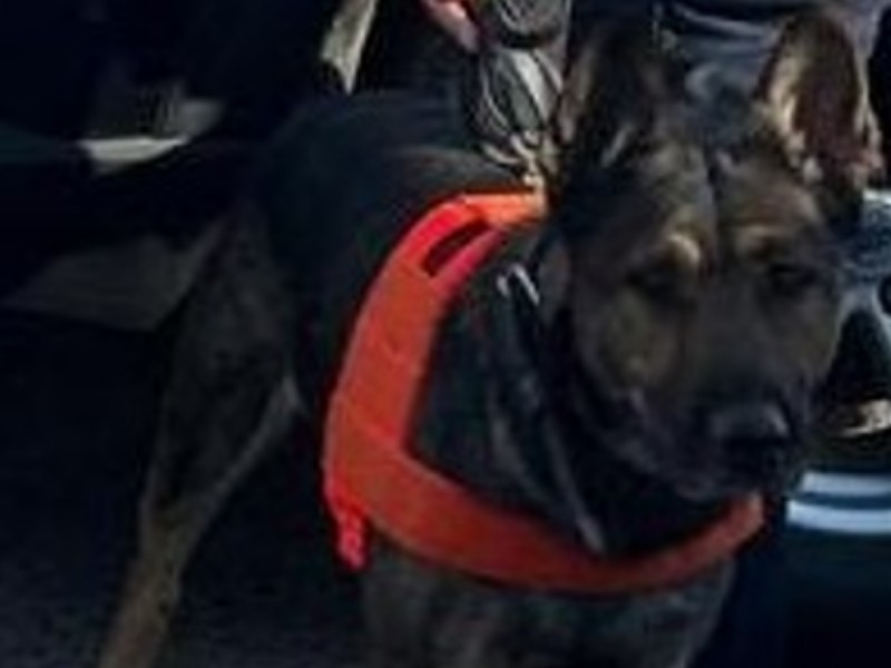 Perro policía detecta armas, el vehículo era robado sucedió en Hermosillo