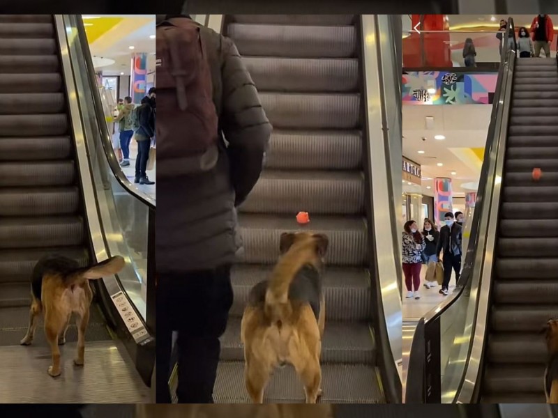 Perro se viraliza al jugar en escaleras eléctricas