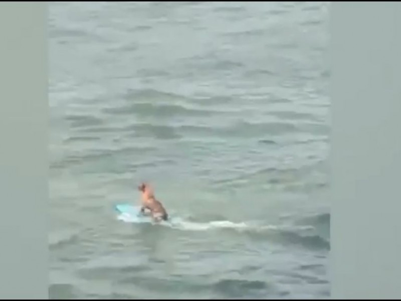 Perro surfista de Alvarado se vuelve viral en redes