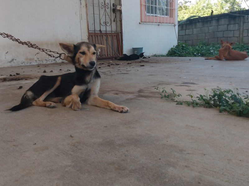 Perros amarrados y abandonados por sus dueños SalinaCruz