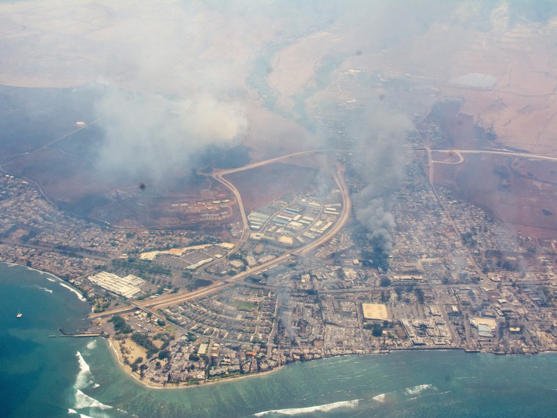 Perros buscan desaparecidos en Isla de Maui tras incendios