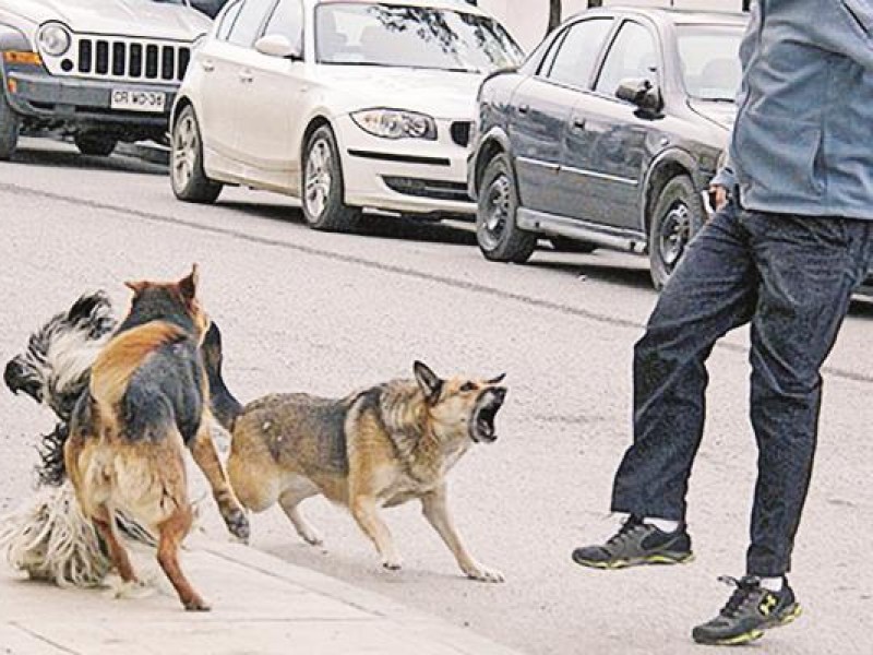 Perros callejeros atacan a mujeres