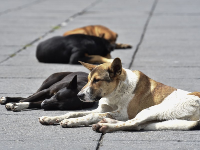 Perros callejeros, irresponsabilidad de algunos dueños de mascotas