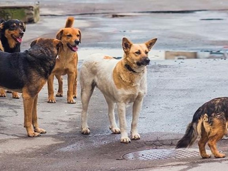 Perros callejeros, problema de salud pública sin atención: FIHA