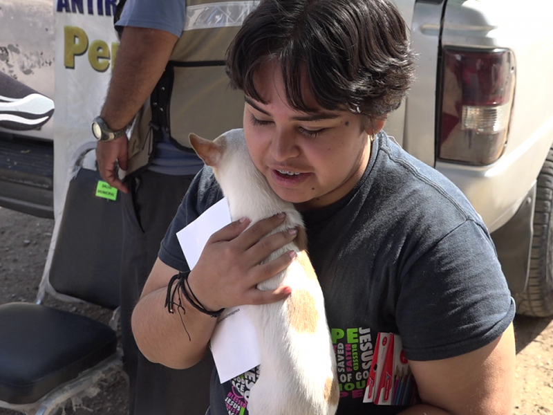 Perros callejeros se pondrán en adopción