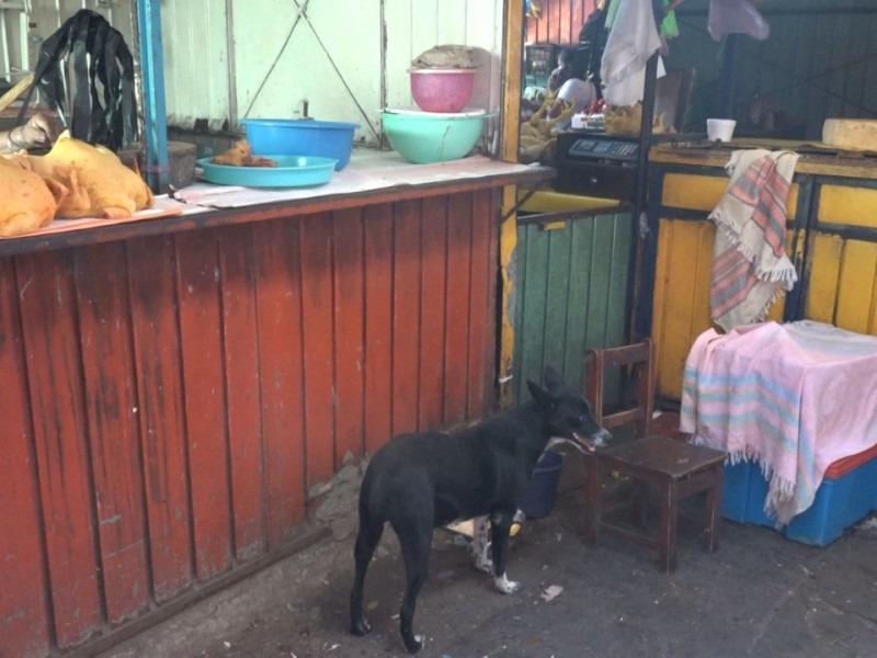 Perros callejeros serán esterilizados por el municipio de Salina Cruz