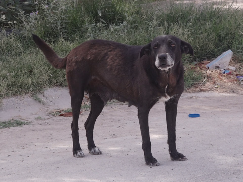 Perros callejeros un problema social y de salud