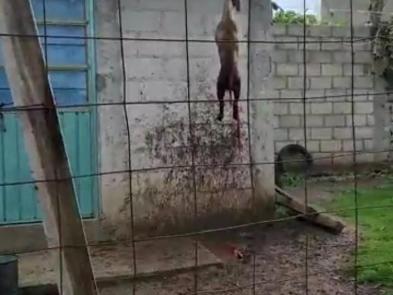 Perros desnutridos devoran a otro en colonia de Chachapa, Amozoc