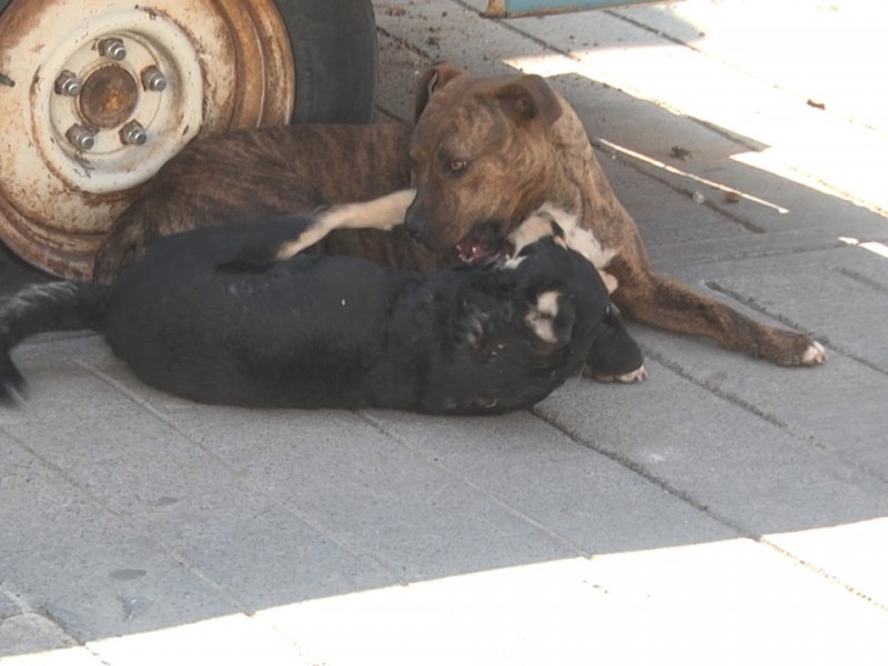 Perros en situación de calle en aumento