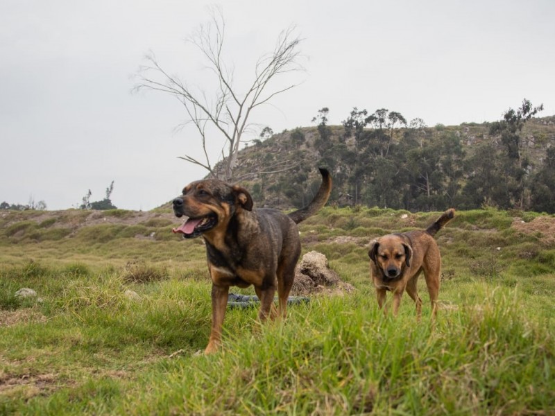 Perros ferales problema de salud pública sin atenderse