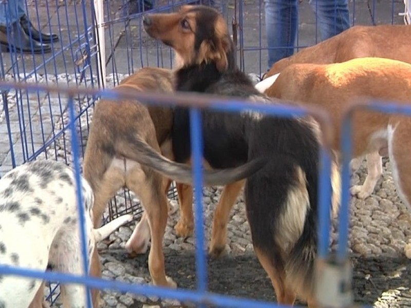 Perros grandes, los menos adoptados: Protección Animal municipal