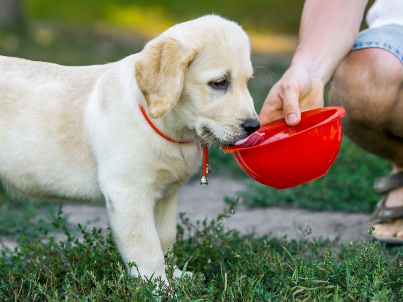 Perros hidratados y bajo sombra para evitar golpe de calor