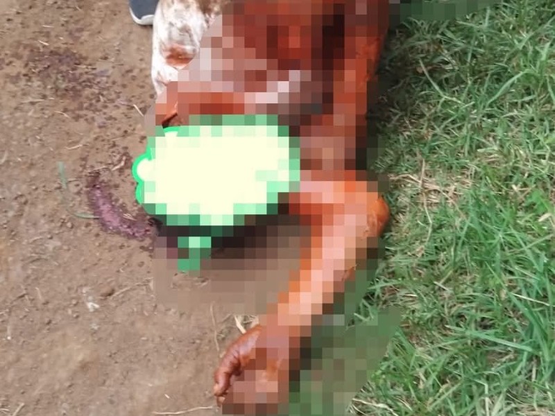 Perros pitbull atacan a hombre en Zacatlán