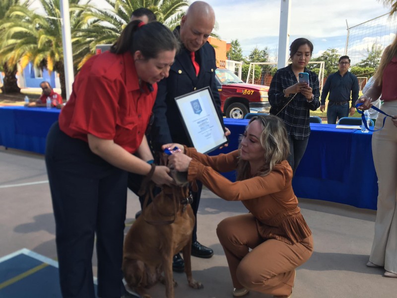 Perros rescatistas Titán y Akela se retiran por edad