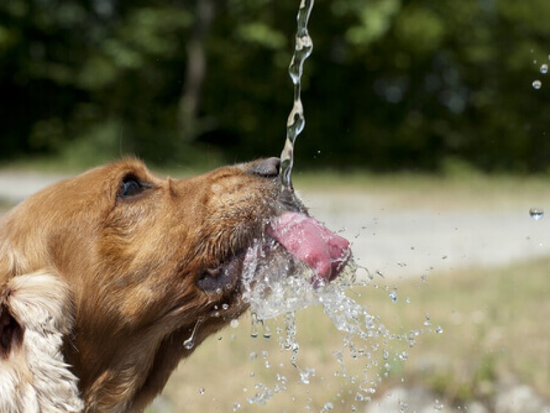 Perros y gatos de la calle en riesgo por calor.