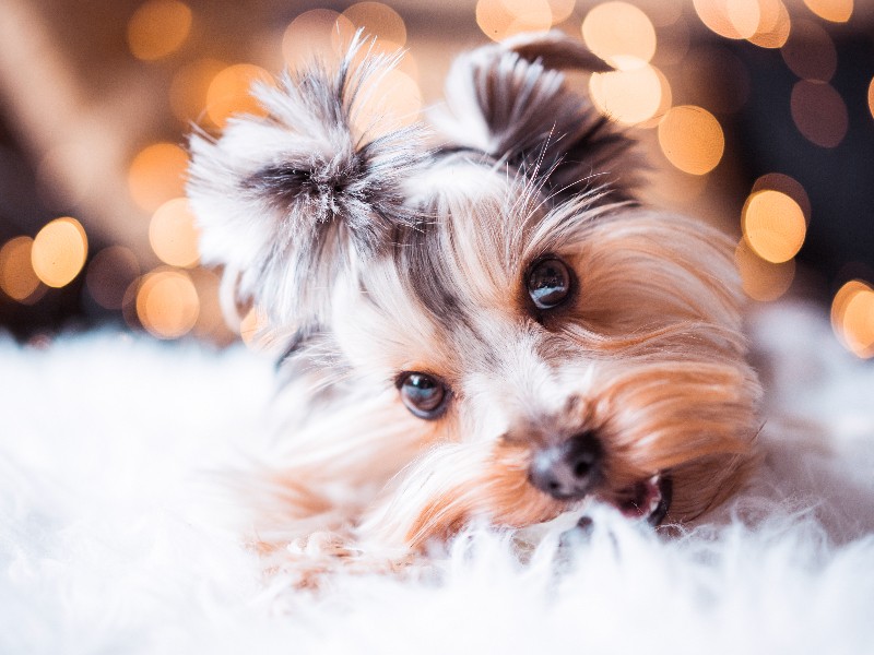 Perros y gatos no son juguetes de Navidad, exhortan activistas