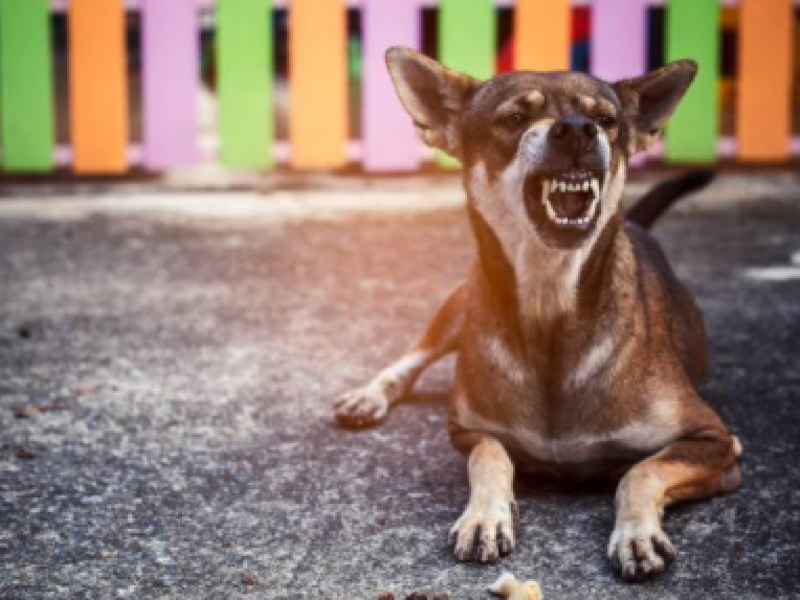 Perros y gatos no son riesgo de transmisión del Covid-19