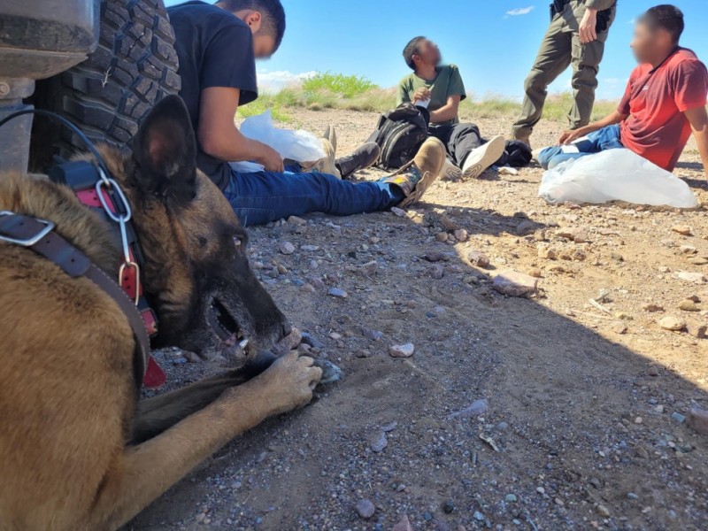 Persiguen y detienen a cuatro indocumentados en desierto de Arizona