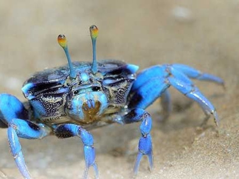 Persiste ambigüedad en la protección del Cangrejo Azul