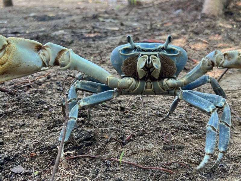 Persiste ambigüedad en la protección del Cangrejo Azul