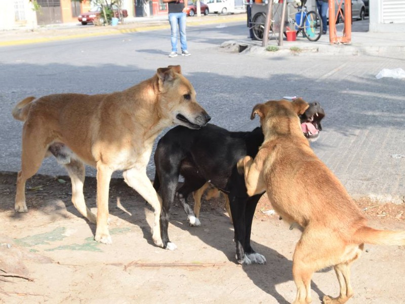 Persiste en Chiapas poca cultura de adopción canina