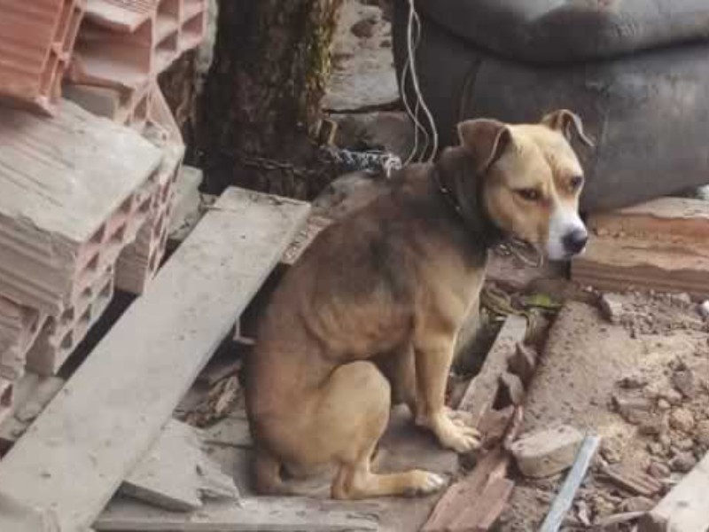 Persiste la omisión de cuidados hacia las mascotas de compañia
