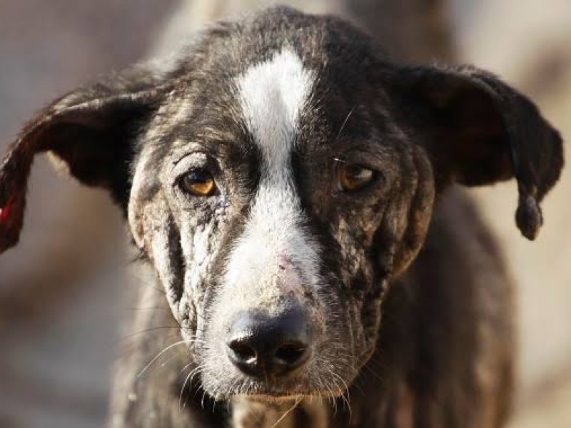 Persiste maltrato animal en el Edomex