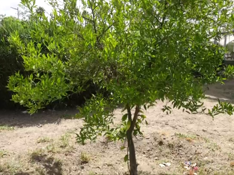 Persiste rezago de árboles en Torreón, sequía estresa flora existente