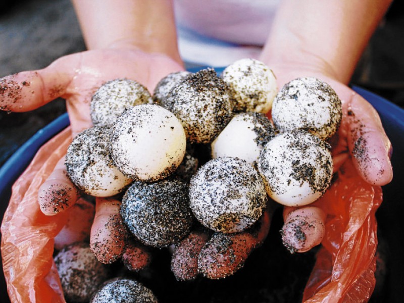 Persiste venta ilegal de huevos de tortuga en Chiapas