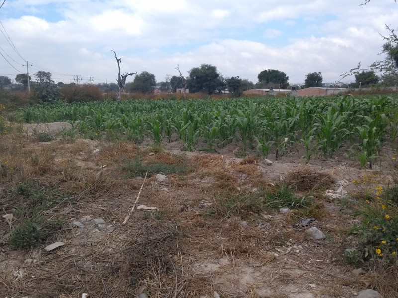 Persisten cultivos con aguas negras