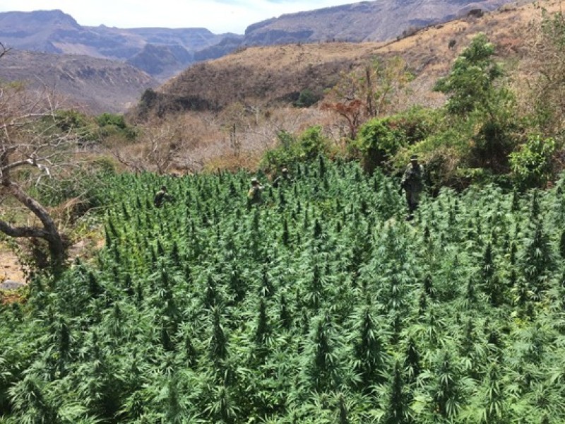 Personal militar destruye plantíos de marihuana en 3 municipios.