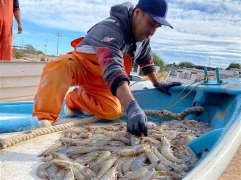 Pesca furtiva devora camarón en criaderos nayaritas