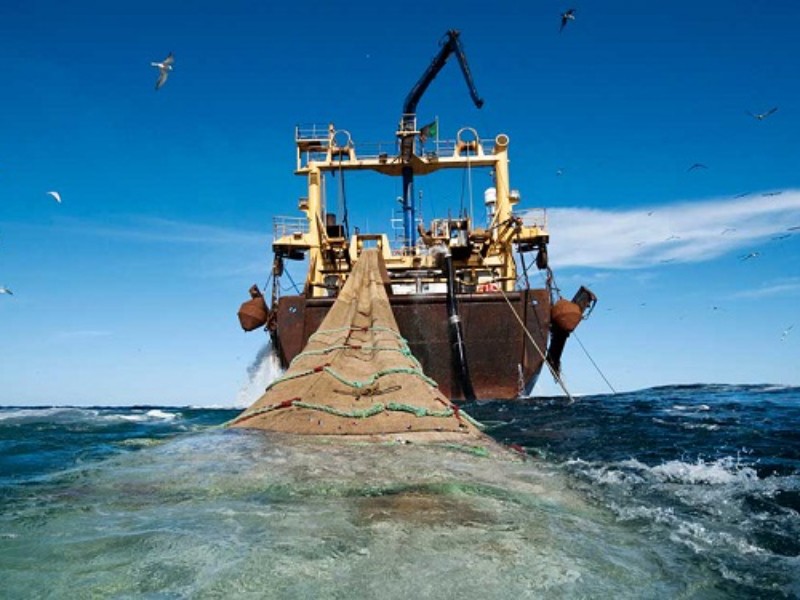 Pesca ilegal causa pérdidas millonarias y crisis ambiental