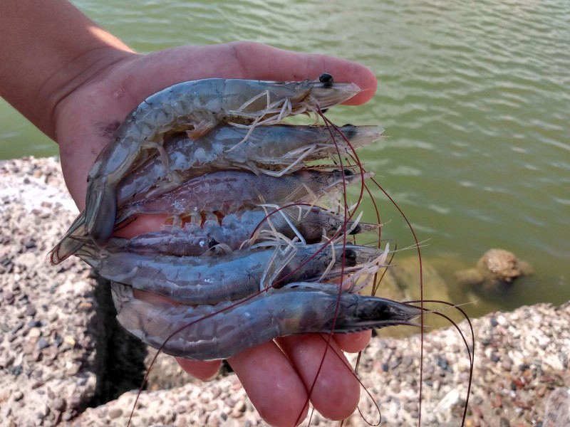 Pescadores califican como “aceptables” las capturas de camarón