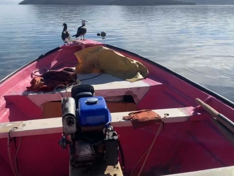 Pescadores de Guaymas alertan por presencia de tiburones