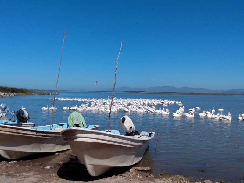 Pescadores de la Eustaquio Buelna piden parar extracciones