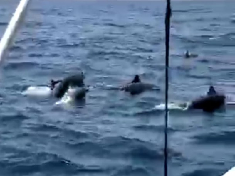 Pescadores de Puerto Vicente Guerrero captan más de 200 delfines