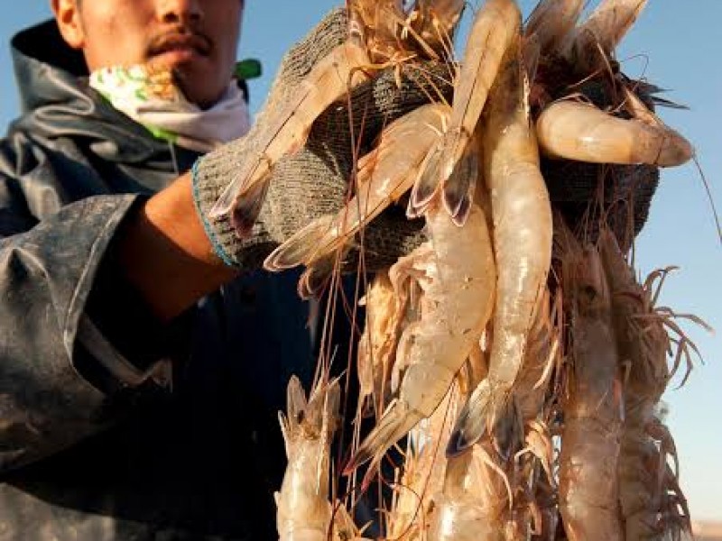 Pescadores del Golfo de Santa Clara, en tregua con SEMAR.