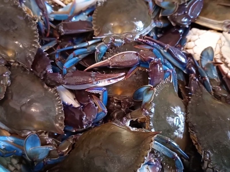 Pescadores denuncian bajo precio en la venta de jaiba
