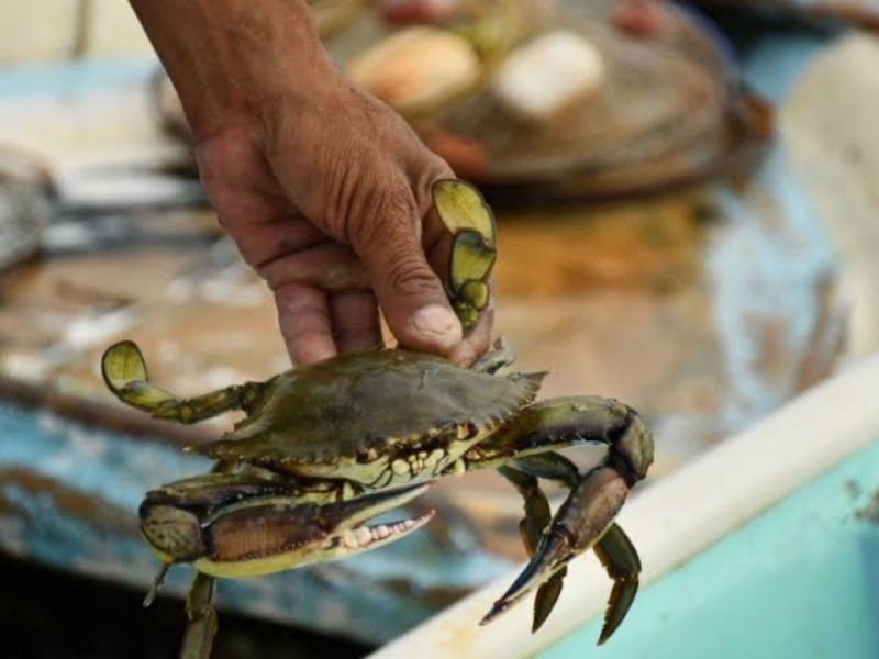¡Pescadores en crisis! Cae 40%  producción de jaiba