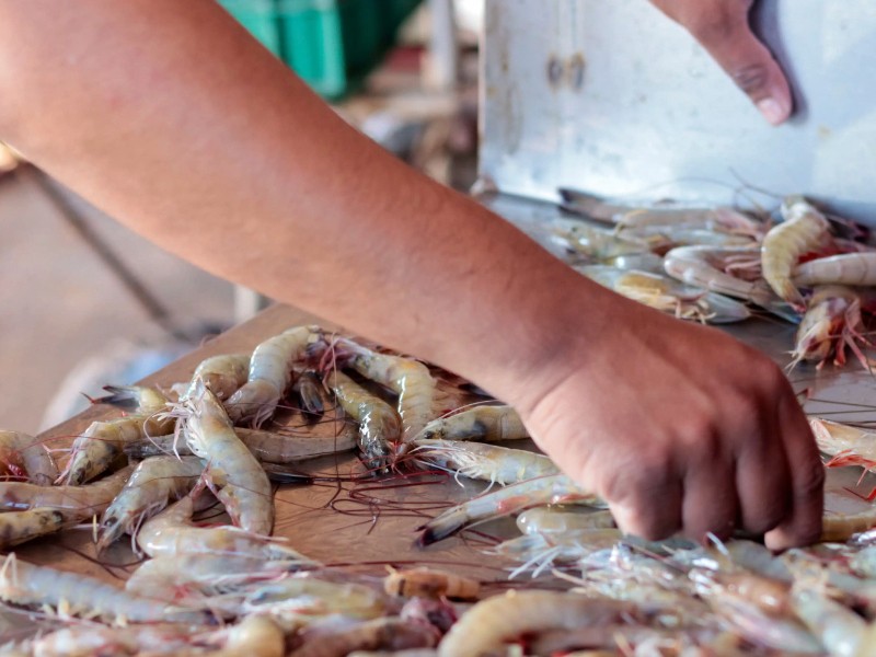 Pescadores enfrentan crisis histórica: No hay camarón en el mar