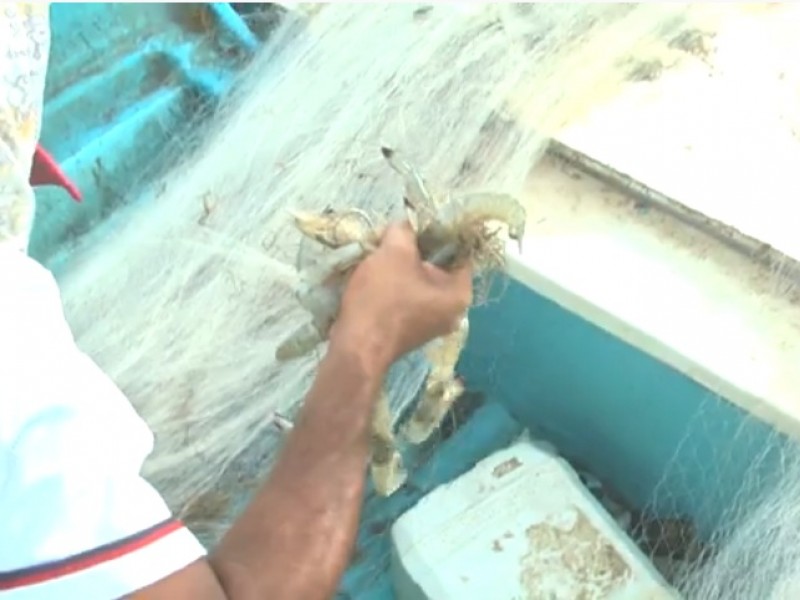 Pescadores están ahogados en deudas, capturas de camarón bajan
