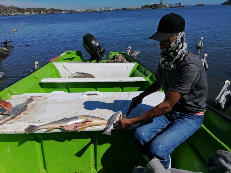 Pescadores Guaymenses en crisis por escasez en el producto