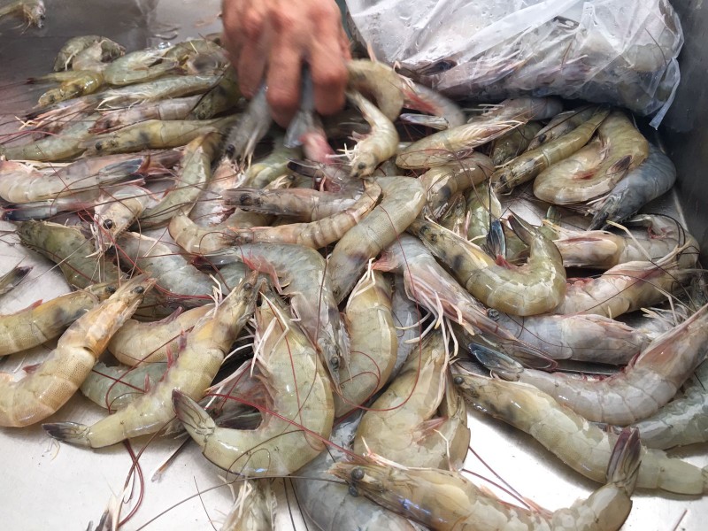Pescadores inician temporada de camarón con bajas capturas