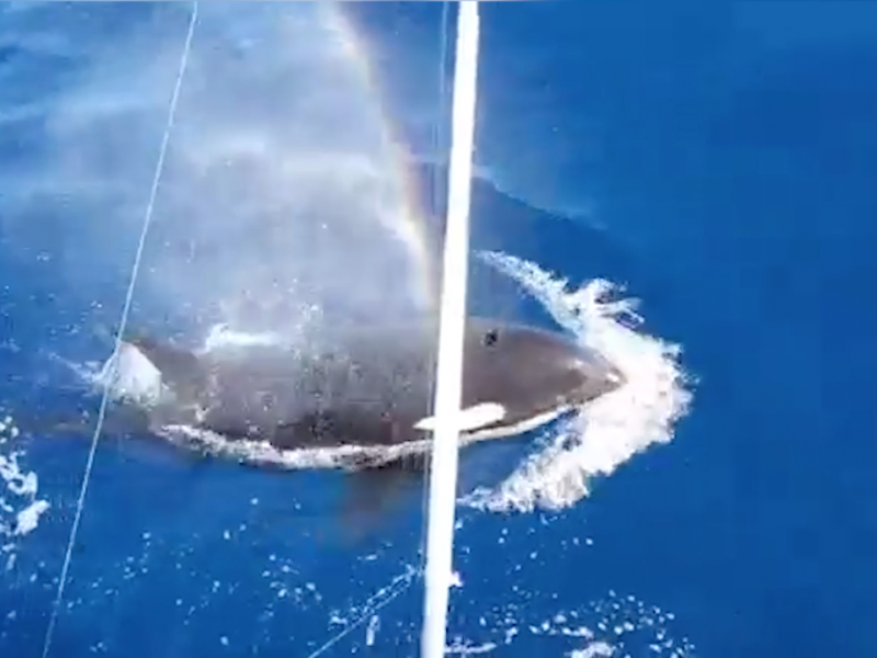 Pescadores reportan el avistamiento de orcas en Zihuatanejo