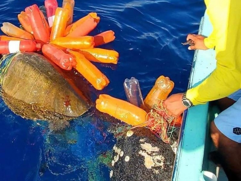 Pescadores rescatan tortugas marinas atrapadas en cimbras