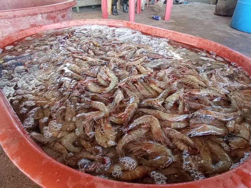 Pescadores ribereños registran buenas capturas de camarón durante esta temporada